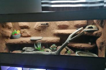 Geckos kaufen und verkaufen Foto: 3 Leopardengekodamen mit Terrarium und Unterschrank 