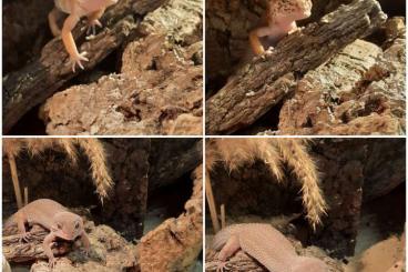 Geckos kaufen und verkaufen Foto: Leopardgecko 0,1 zu verkaufen 