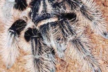 - bird spiders kaufen und verkaufen Photo: Tliltocatl albopilosum zum verkauf