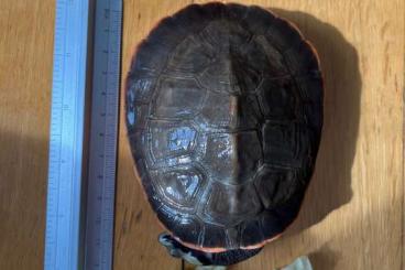 Schildkröten  kaufen und verkaufen Foto: Rotbauch Spitzkopfschildkröten Pärchen in liebevolle Hände abzugeben