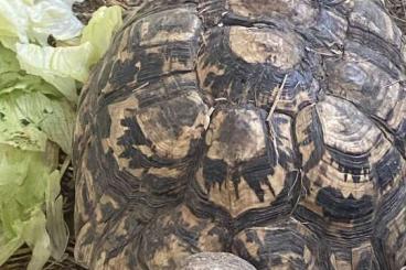 Landschildkröten kaufen und verkaufen Foto: Pantherschildkröten inkl Papiere und gemeldet 
