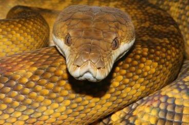 Pythons kaufen und verkaufen Foto: Simalia / Morelia clastolepis (moluccan scrub python)