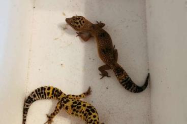Geckos kaufen und verkaufen Foto: Terrarium komplett mit sehr viel Zubehör