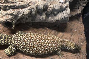 Warane kaufen und verkaufen Foto: Varanus acanthurus for sale