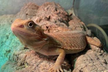 Bearded dragons kaufen und verkaufen Photo: Farbliche Leatherback Bartagamen