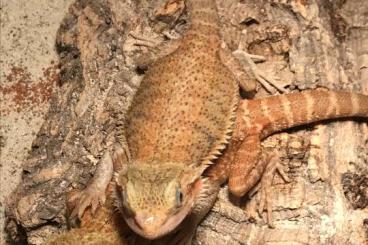 Bearded dragons kaufen und verkaufen Photo: 2 junge Leatherback Bartagame 