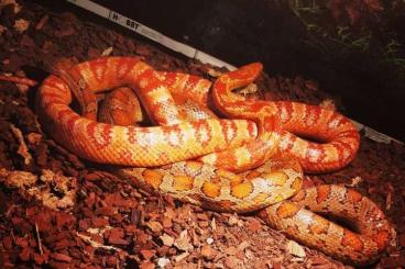 Nattern ungiftige  kaufen und verkaufen Foto: Zwei Kornnattern (Pantherophis guttatus) 