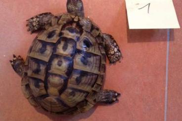 Turtles and Tortoises kaufen und verkaufen Photo: 4 männliche Schildkröten abzugeben
