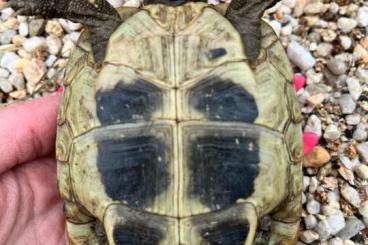 Landschildkröten kaufen und verkaufen Foto: griechische Landschildkröten zu verkaufen