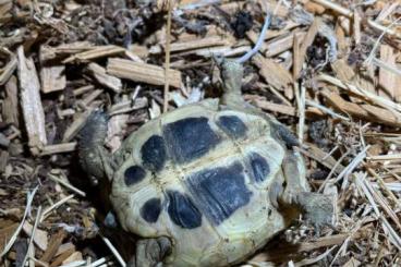 Landschildkröten kaufen und verkaufen Foto: griechische Landschildkröten abzugeben