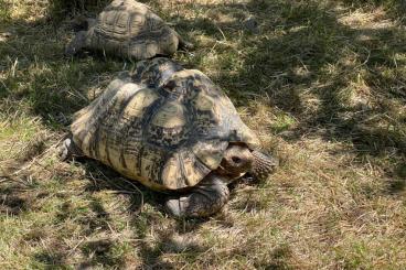 Tortoises kaufen und verkaufen Photo: 3 Pantherschildkröten (Geochelone pardalis) abzugeben Tortoises kaufen und verkaufen Photo: 3 Pantherschildkröten (Geochelone pardalis) abzugeben