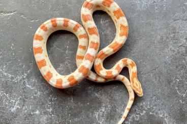 Schlangen kaufen und verkaufen Foto: Kornnatter High white 2,1