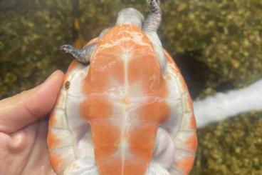Sumpfschildkröten kaufen und verkaufen Foto: CEDO 2.3 EMYDURA SUBGLOBOSA