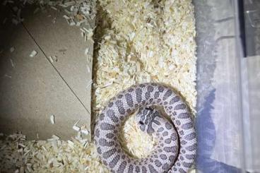 Schlangen kaufen und verkaufen Foto: Hognose Hakennasennatter H. Nasicus Arctic Lavender Moondust