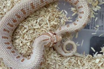 Colubrids kaufen und verkaufen Photo: Hakennasennatter Adult + Babys Colubrids kaufen und verkaufen Photo: Hakennasennatter Adult + Babys