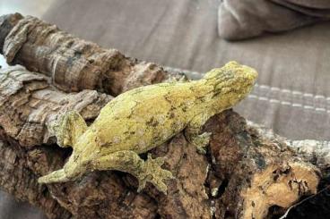 Geckos kaufen und verkaufen Foto: Strophurus , Uroplatus , Rhacodactylus , Mniarogekko , Gehyra Geckos kaufen und verkaufen Foto: Strophurus , Uroplatus , Rhacodactylus , Mniarogekko , Gehyra