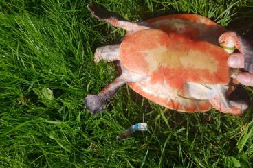 Schildkröten  kaufen und verkaufen Foto: 2,3 Zuchtgruppe Emydura subglobosa (albertisii) 