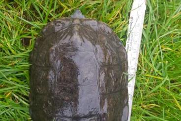 Schildkröten  kaufen und verkaufen Foto: 1,0 Mauremys rivulata adult