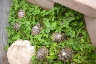 Landschildkröten kaufen und verkaufen Foto: griechische Landschildkröten