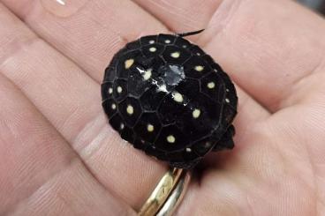 Schildkröten kaufen und verkaufen Foto: Available clemmys guttata & k. Leucostomum babies Schildkröten kaufen und verkaufen Foto: Available clemmys guttata & k. Leucostomum babies