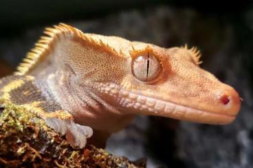 Geckos kaufen und verkaufen Photo: 1.0 Kronengecko Tricolor Harlequin Geckos kaufen und verkaufen Photo: 1.0 Kronengecko Tricolor Harlequin
