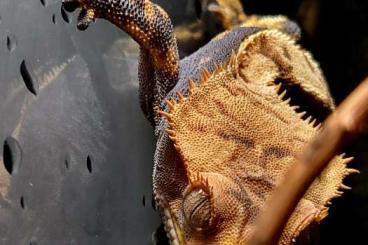 Geckos kaufen und verkaufen Foto: 1.0 Kronengecko Tricolor Harlequin Geckos kaufen und verkaufen Foto: 1.0 Kronengecko Tricolor Harlequin