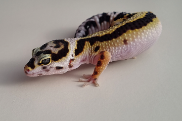 Geckos kaufen und verkaufen Foto: Bold Stripe Bandit 0.2 (Hamm)