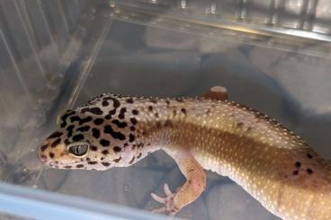 Geckos kaufen und verkaufen Photo: Leopardgeckos 0.1 Blacknight, Boldstripe, Bold Geckos kaufen und verkaufen Photo: Leopardgeckos 0.1 Blacknight, Boldstripe, Bold