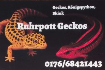 Geckos kaufen und verkaufen Photo: Leopardgeckos 0.1 Blacknight, Boldstripe Geckos kaufen und verkaufen Photo: Leopardgeckos 0.1 Blacknight, Boldstripe