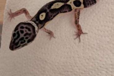 Geckos kaufen und verkaufen Foto: Leopardgeckos 0.1 Blacknight, Boldstripe, Bold 