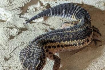 Geckos kaufen und verkaufen Photo: Leopardgeckos 0.1 Blacknight, Boldstripe, Bold Geckos kaufen und verkaufen Photo: Leopardgeckos 0.1 Blacknight, Boldstripe, Bold