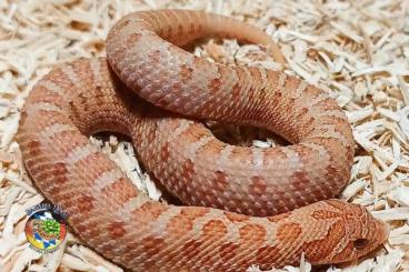 Colubrids kaufen und verkaufen Photo: Heterodon nasicus "Maitai"