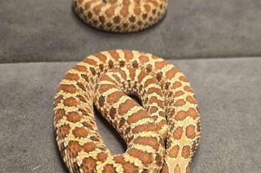 Colubrids kaufen und verkaufen Photo: Heterodon nasicus verschiedene Morphe Hakennasennattern Colubrids kaufen und verkaufen Photo: Heterodon nasicus verschiedene Morphe Hakennasennattern