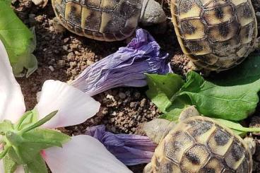 Tortoises kaufen und verkaufen Photo: CB 2022 Testudo Hermanni Hermanni Puglia (Apulia) 