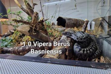 Giftschlangen kaufen und verkaufen Foto: Somes Vipera for the snake day