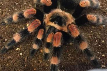 - bird spiders kaufen und verkaufen Photo: Looking for Brachypelma smithi / ex. annitha /