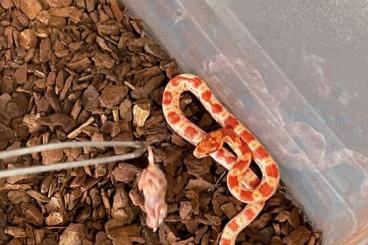 Schlangen kaufen und verkaufen Foto: Kornnatter , pantherophis Guttatus