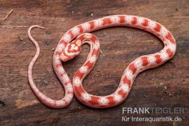 Colubrids kaufen und verkaufen Photo: Kornnatter pantherophis Kletternatter 