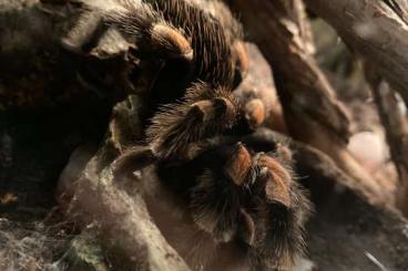 Vogelspinnen kaufen und verkaufen Foto: Verkaufe meine Smiti + Terrarium 