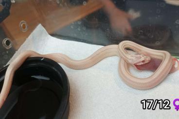 Schlangen kaufen und verkaufen Foto: Guttatus obsoletus hognose