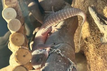 Geckos kaufen und verkaufen Photo: Not Verkauf Leopardengeckos Geckos kaufen und verkaufen Photo: Not Verkauf Leopardengeckos
