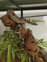 Bild 6/8