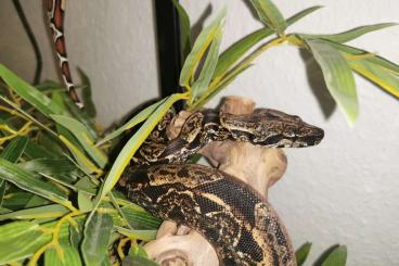 Boas kaufen und verkaufen Foto: Not Verkauf Boa Constrictor Imperator Boas kaufen und verkaufen Foto: Not Verkauf Boa Constrictor Imperator