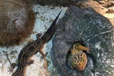 Geckos kaufen und verkaufen Foto: Leogeckos 2 Weibchen abzugeben