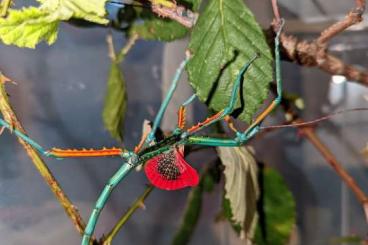 Insekten kaufen und verkaufen Foto: Phasmiden Eier Stabschrecken Gespenstschrecken Insect Eggs