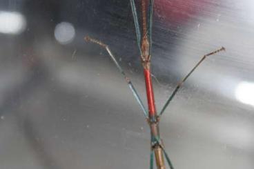 Insects kaufen und verkaufen Photo: Unidentified " Ratchaburi " Stabschrecke Stick Insect Phasmiden Eier Insects kaufen und verkaufen Photo: Unidentified " Ratchaburi " Stabschrecke Stick Insect Phasmiden Eier