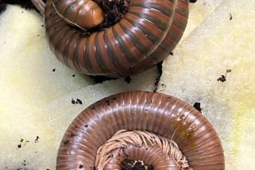 Myriapoda kaufen und verkaufen Foto: Tausendfüsser Spirostreptus spec abzugeben