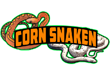 Schlangen kaufen und verkaufen Foto: Buying Corn Snakes For USA Export