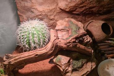 Geckos kaufen und verkaufen Foto: 4 Leopard Geckos mit Terrarium, kompletten Zubehör 