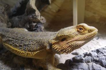 Bearded dragons kaufen und verkaufen Photo: Bartagamen Männchen mit oder ohne terrarium